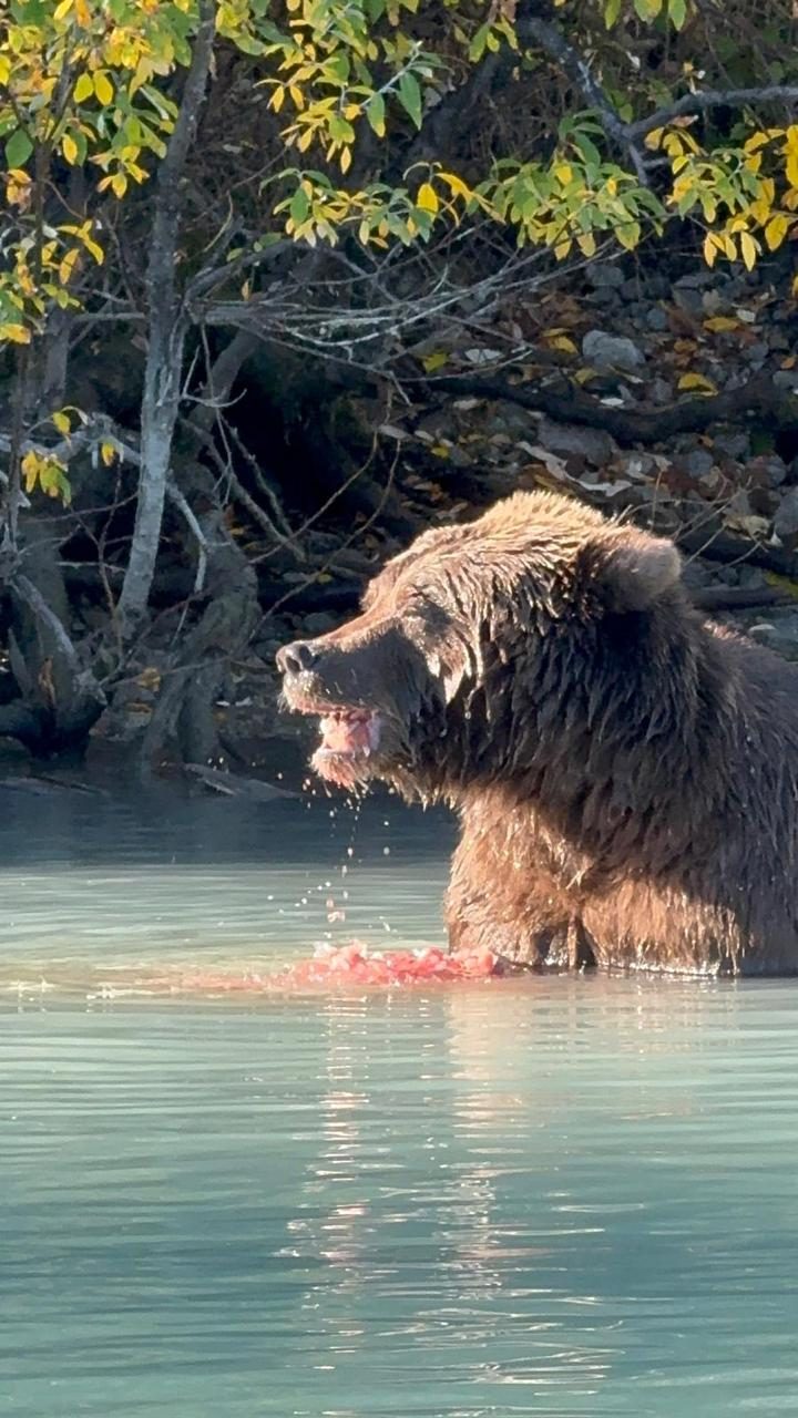 Urso pardo