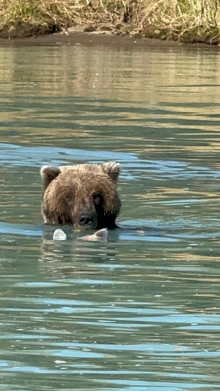 Urso na água